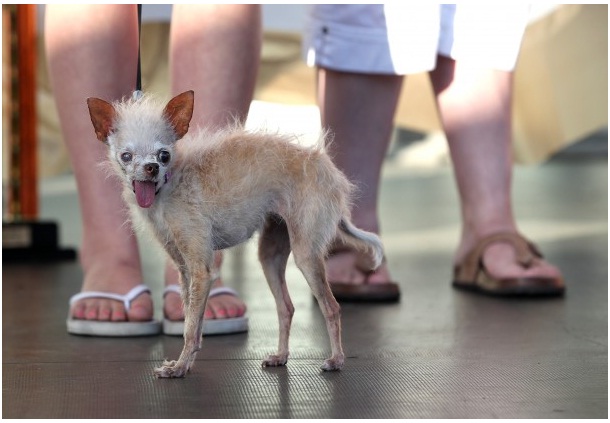 Chinese Crested-Chihuahu-Scary Deformed Animals