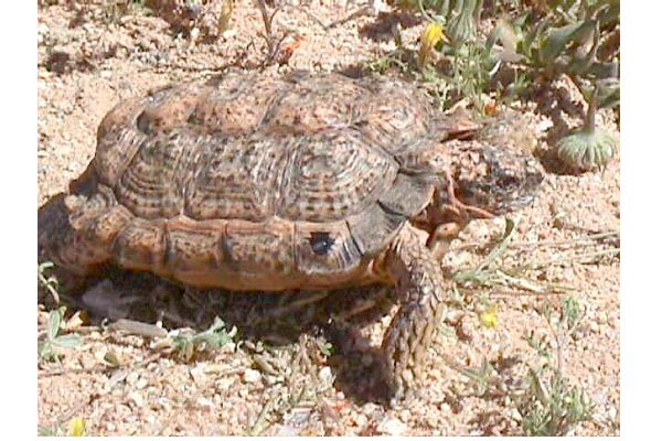 Speckled Padloper Tortoise-World's Smallest Animals