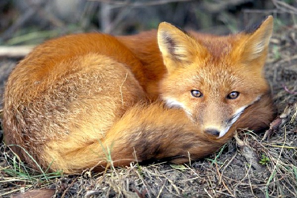 Fox - Extrovert, Intuitive, Thinking, Perceiving (ENTP)-Know What Animal You Are Through Personality Test
