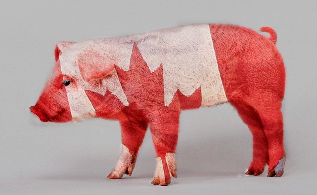 Canadian Bacon-Fascinating Facts About Bacon