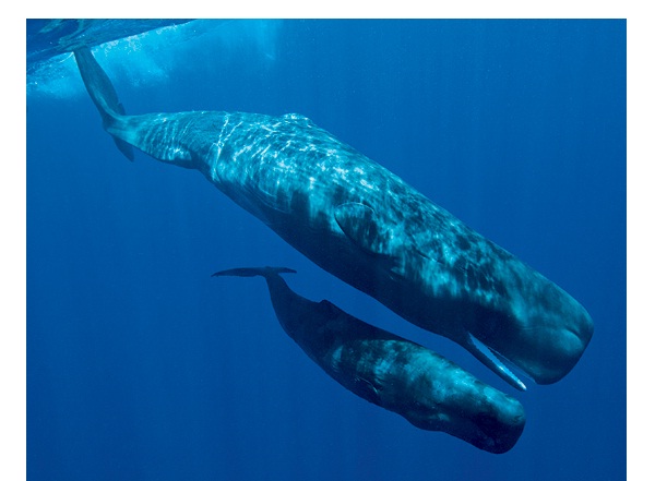 Sperm Whale-Most Dangerous Ocean Animals