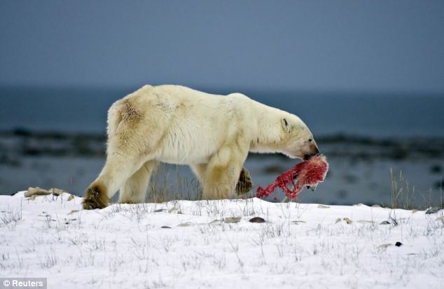 Stalking-Polar Bear Facts