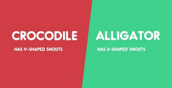 Crocodile vs. Alligator-15 Words That Sound Similar But Have Different Meaning