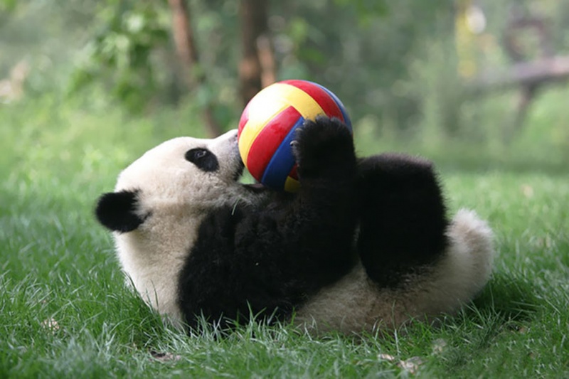 It’s Time to Play-15 Images That Show, You Must Visit A Baby Panda Daycare Once