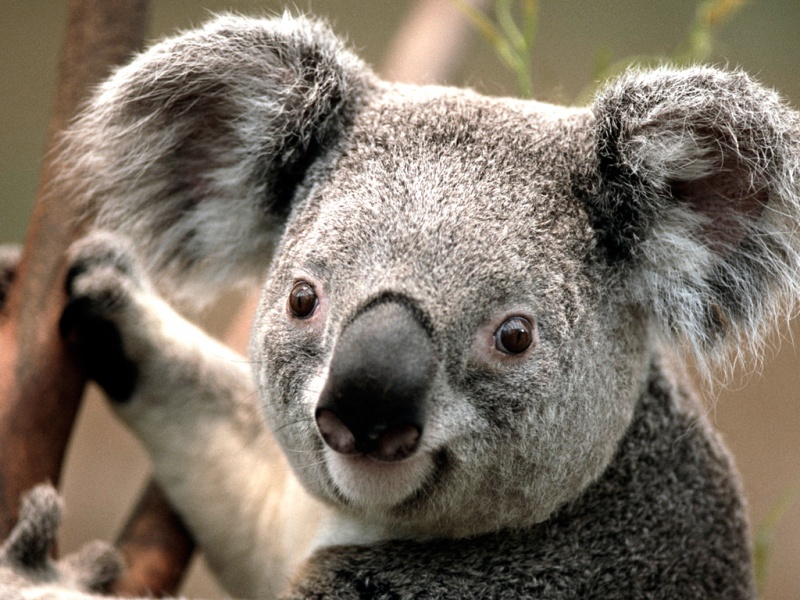 Koala-15 Super Cool Animals That You May Find Only In Australia