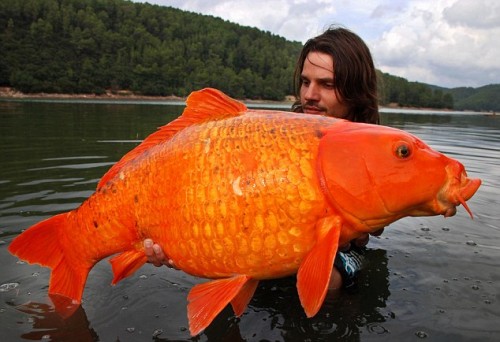 A Real Big Goldfish-15 Images That Are Hard To Believe But Are Actually Real