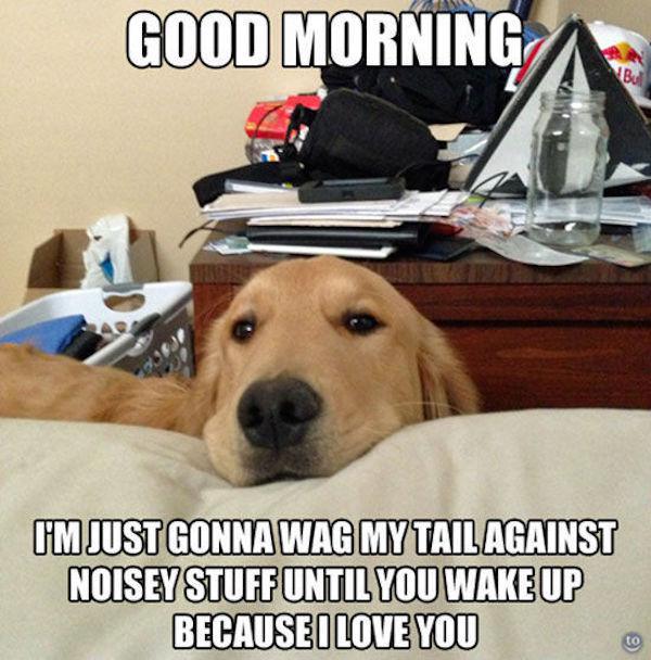 You Don't Need Alarm If You Have a Dog at Home-15 Images You Can Relate To If You Own A Dog