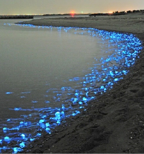 Firefly Squid-Amazing Bioluminescent Organisms