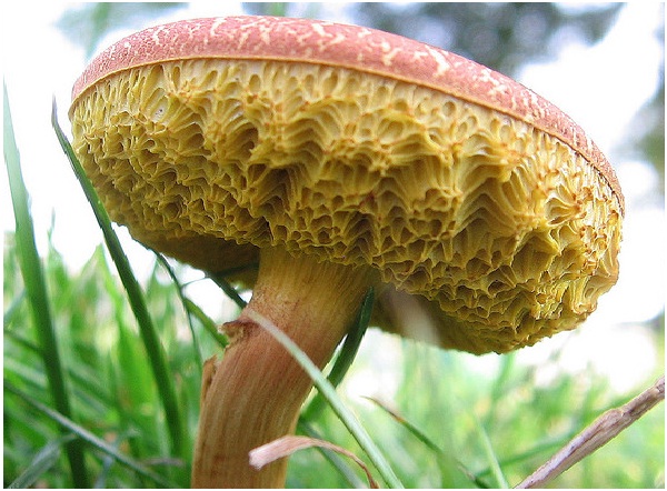 Sponge Mushroom-Amazing Looking Mushrooms
