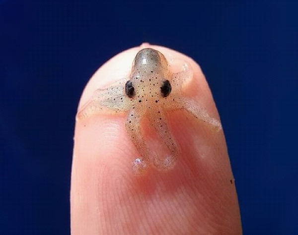 Baby Octopus-Cutest Baby Animals