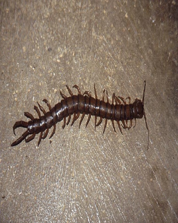 Centipede-Edible Insects