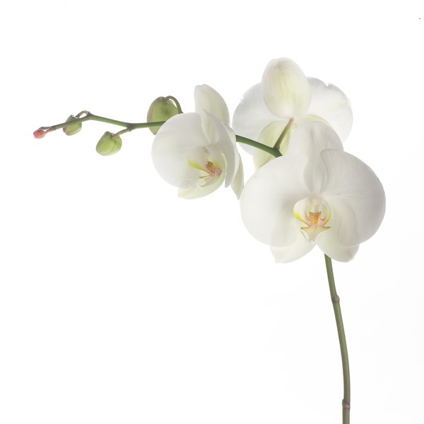 Orchid-Routine English Words Which Have Weird Origins