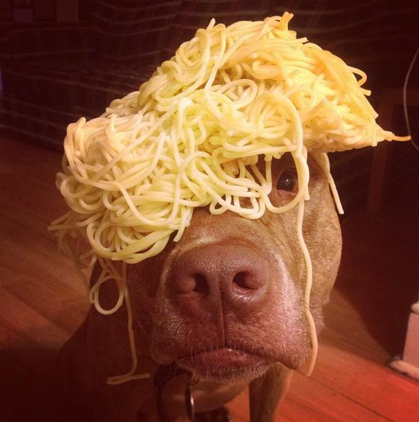 So Cute-Patient Dog Named Scout Who Can Balance Anything On His Head