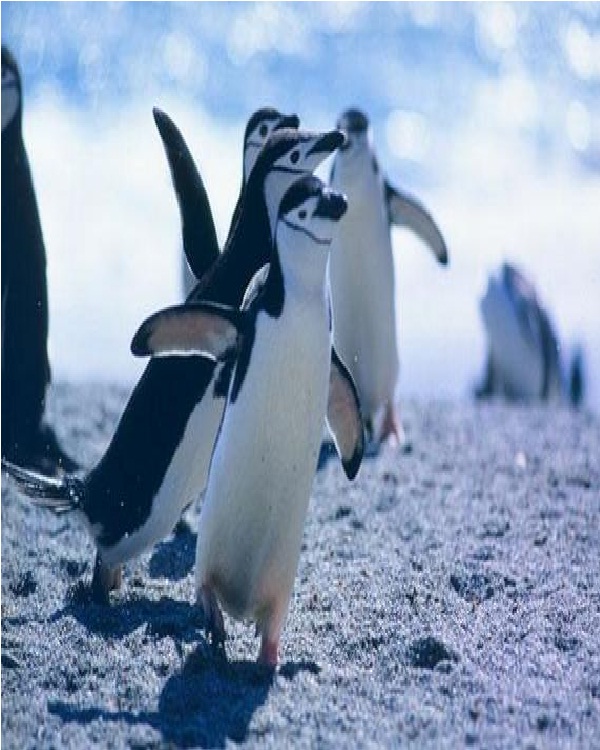 PenguinsCute Sea Creatures