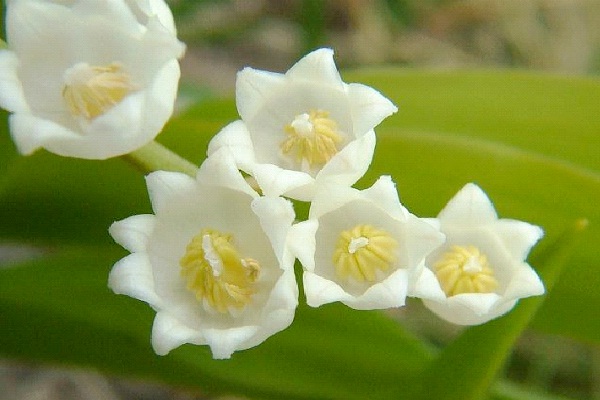 Lily Of The Valley-Common But Deadly Plants