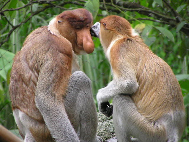 Proboscis monkey-Funny Looking Animals