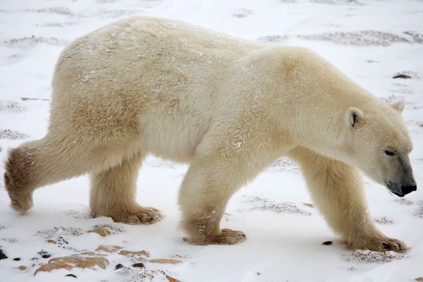 Walking-Polar Bear Facts