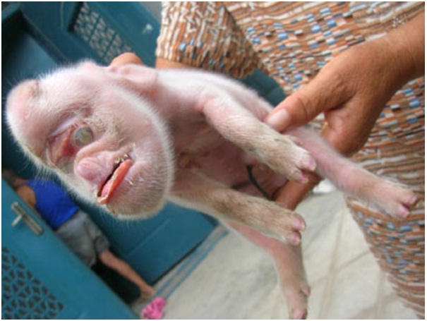 Mutant Pig Monkey-Scary Deformed Animals