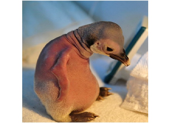 Sad Baby Penguin-Adorable Sad Animal Pictures