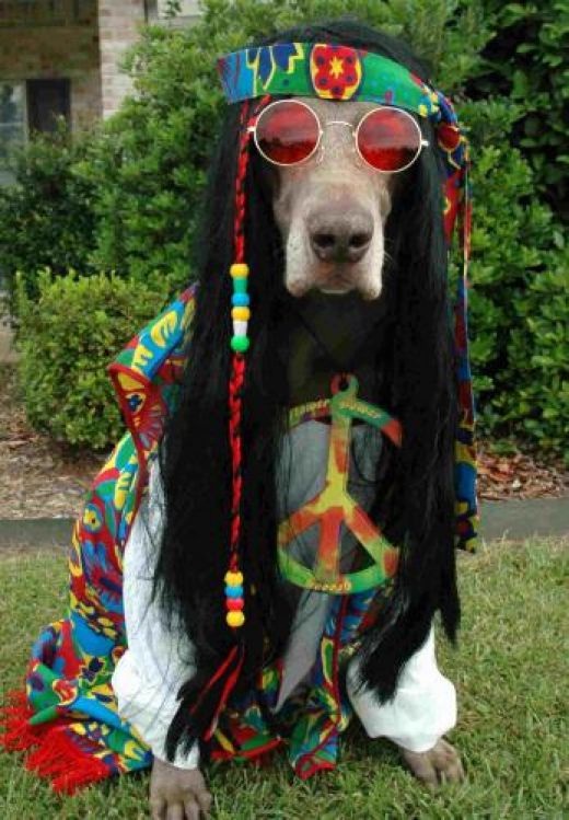 The hippy dog-Funniest Looking Hippies