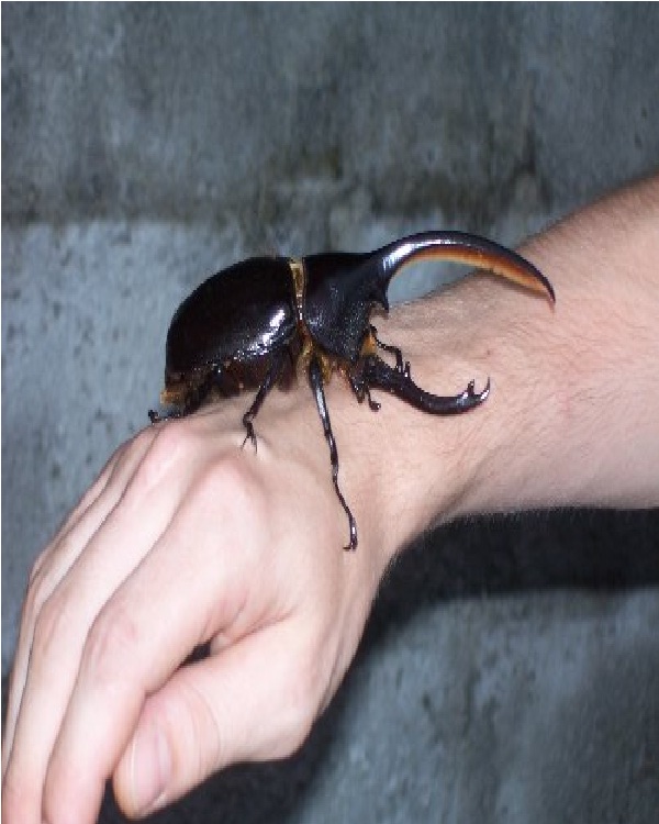 Beetle fighting-Weird Hobbies
