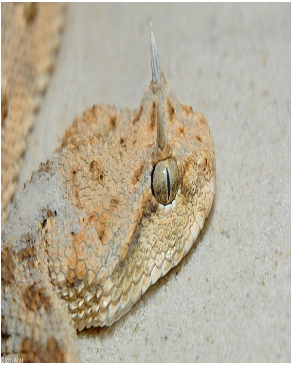 Cerastes Cerastes aka Desert Horned Viper-Most Dangerous Snakes In The World
