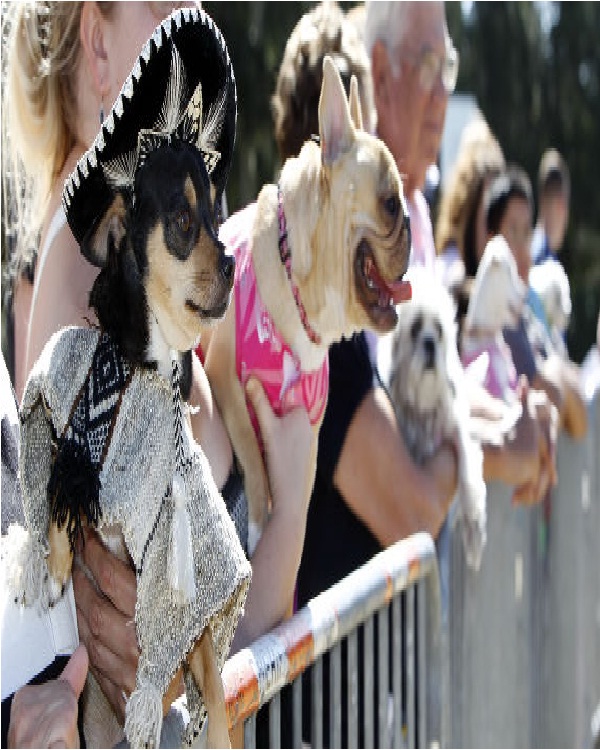Dogs In Costumes-15 Craziest World Records Ever Created