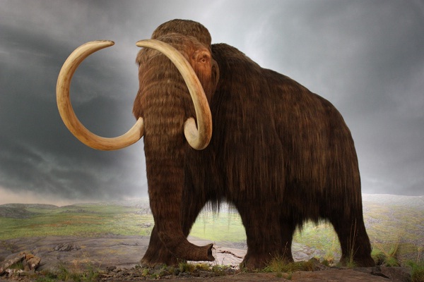 Mammoths-Most Amazing Extinct Animals