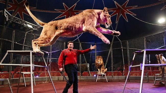 Exchange of animals-Facts About Circuses