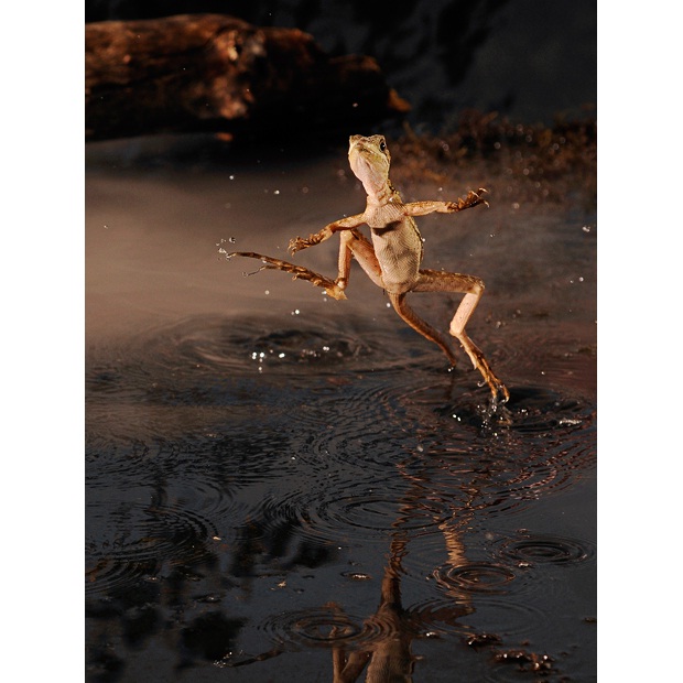 Jesus lizard-Bizarre Creatures Found In The Amazon Rain Forest