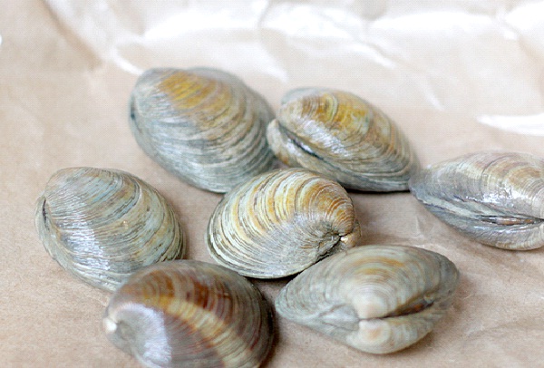 Clams-Foods That Make You Happy