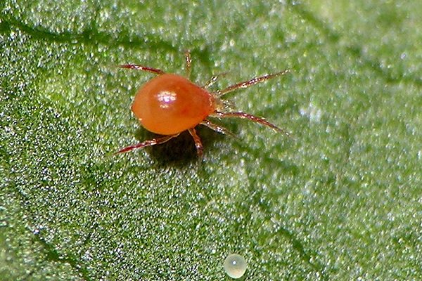 Mites-Insects Which Mimic Ants But Are Not Ants
