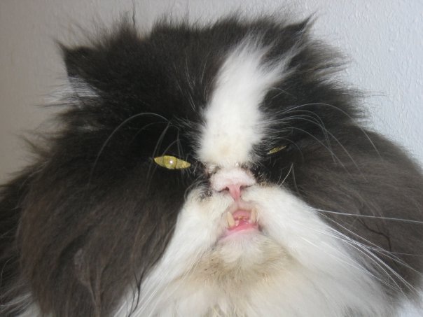 It has a face?-Ugliest Cats Ever
