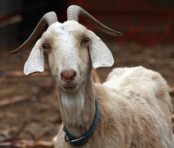 Goat-Worst Superstitions Around The World