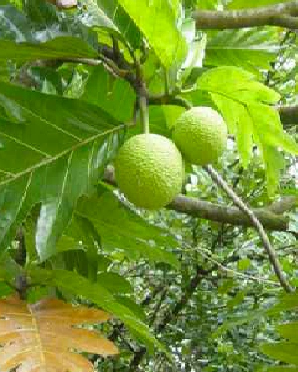 Breadfruit-Weirdest Fruits