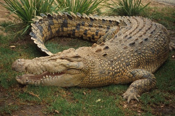 Crocodile-Weird Facts About Animals