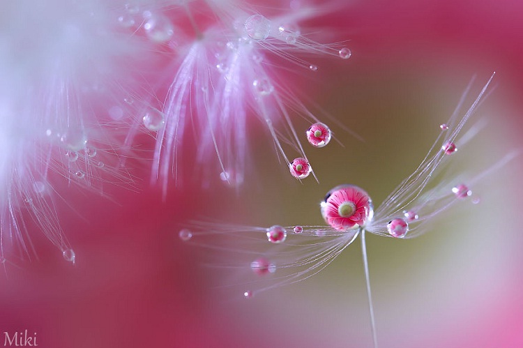Delicate-Amazing Water Droplet Photography By Miki Asai