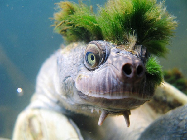 Mary River Turtle-Animals You Won't Believe Are Real