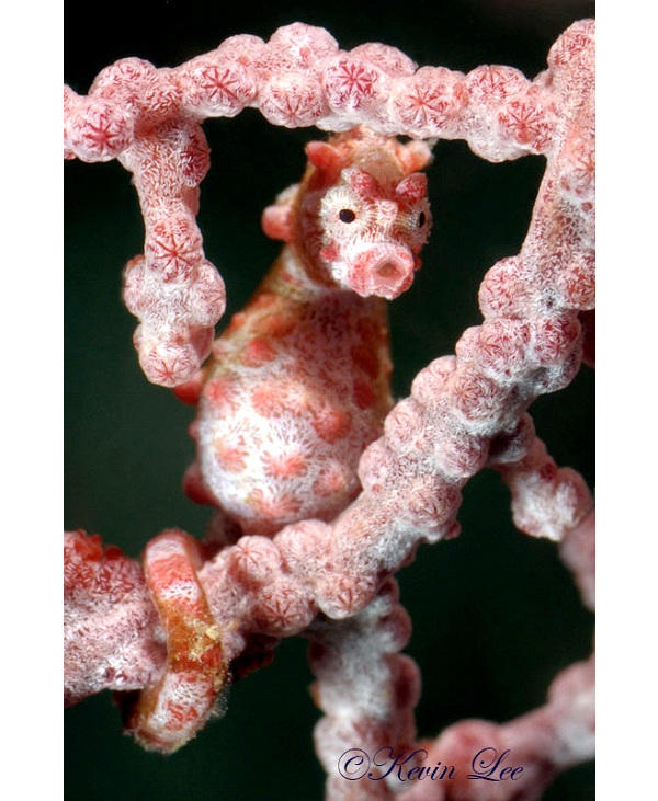 Pygmy Seahorse-World's Smallest Animals