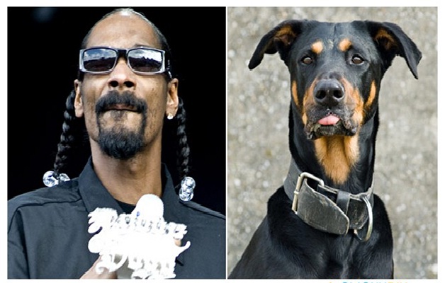 Snoop Dogg and the Doberman Pinscher-15 Celebrities Who Look Like Real Life Animals