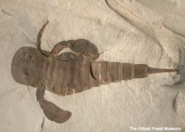 Sea scorpion-Bizarre Prehistoric Bugs