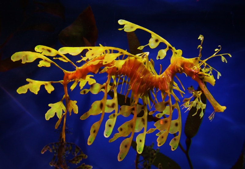 Leafy Sea Dragon-15 Super Cool Animals That You May Find Only In Australia