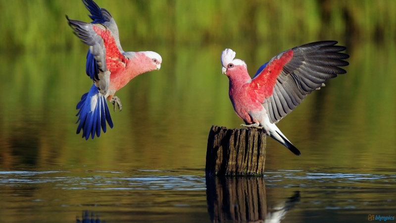 Galah, the Australian Cockatoo-15 Super Cool Animals That You May Find Only In Australia