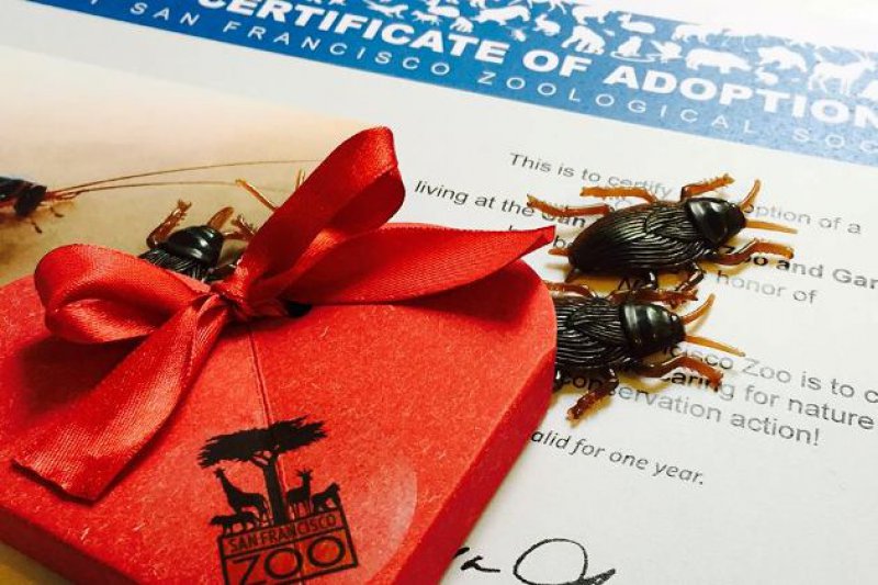 Cockroach Adoption-15 Disgusting Valentine's Day Gifts Ever