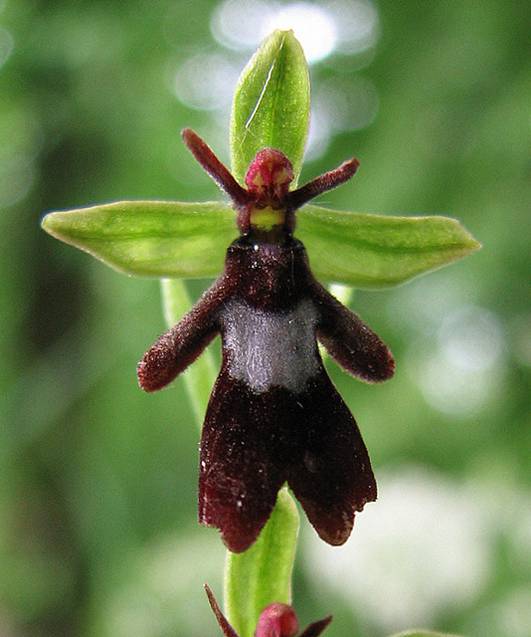 Fly Orchid-15 Awesome Flowers That Don't Look Like Flowers At All 