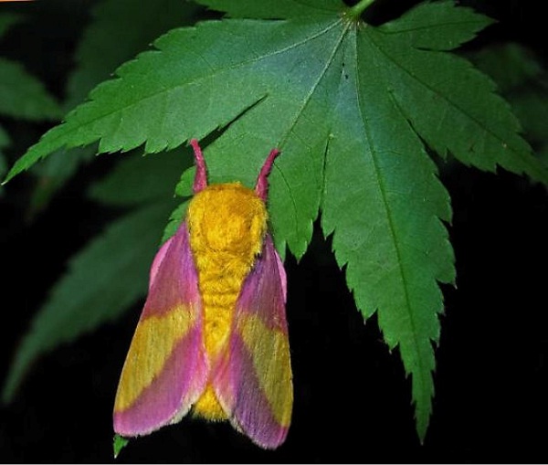 Rosy Maple Moth-Cutest Bugs Ever