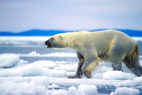 Running-Polar Bear Facts