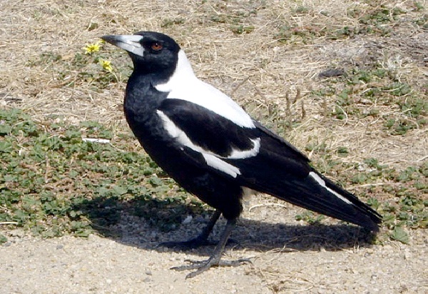 Australian Magpie-Most Aggressive Birds