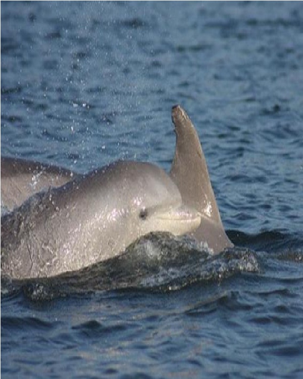 Bottlenose Dolphin-Cute Sea Creatures