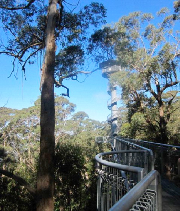 Illawarra Fly Tree Top Walk - Australia-Best Skywalks In The World
